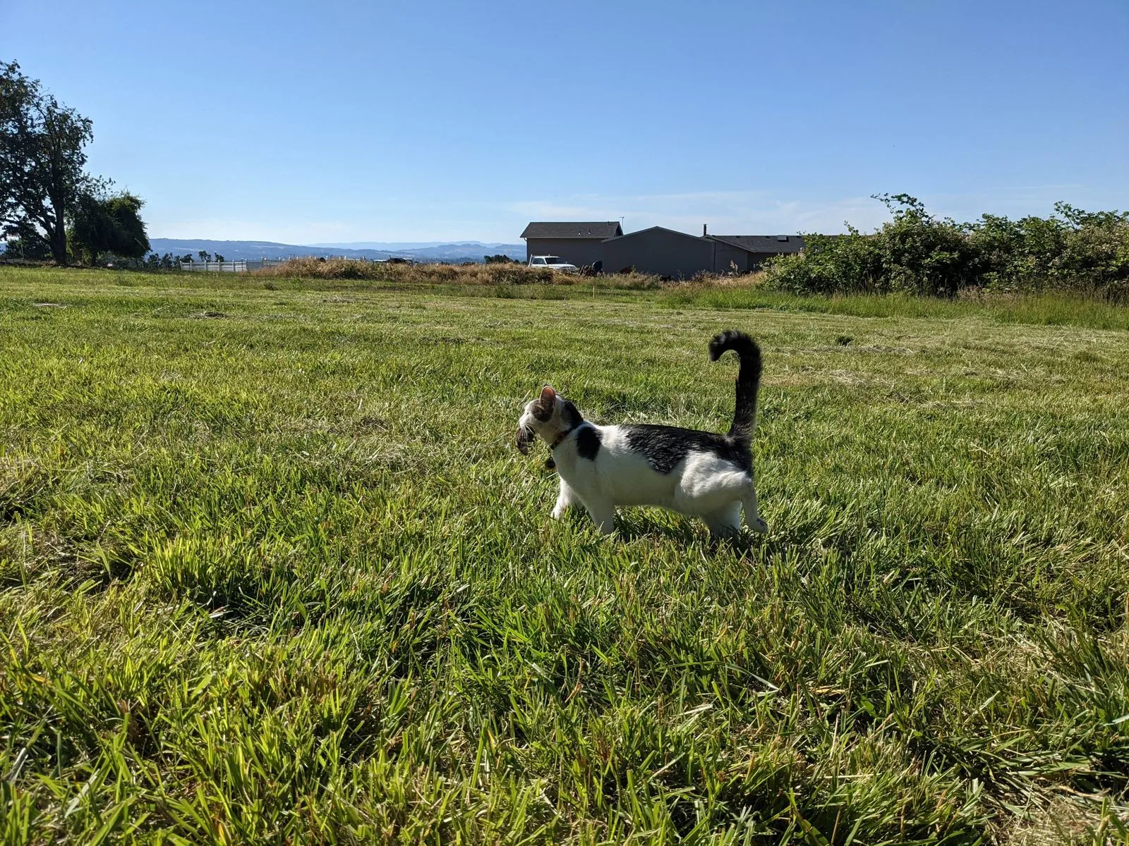 A barn cat crossing the field