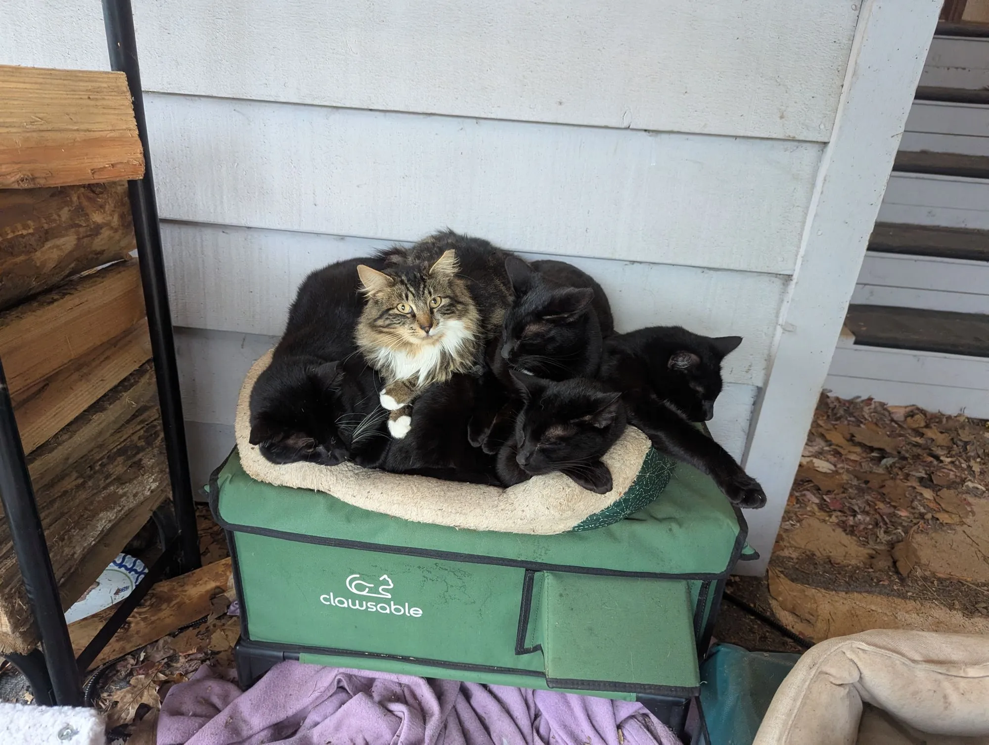 A pile of barn cats on a bed on the porch