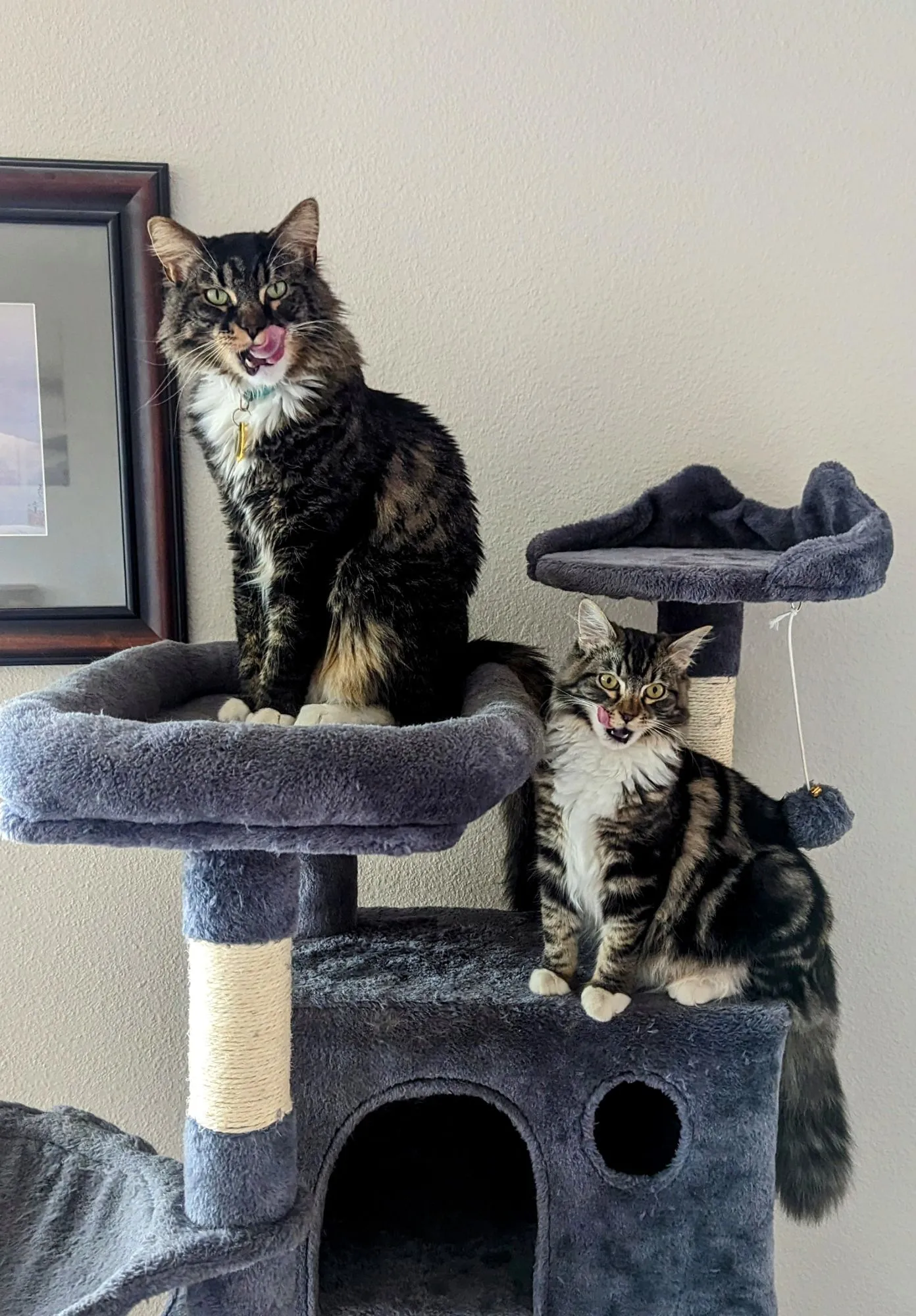 Our two indoor cats on their cat tree